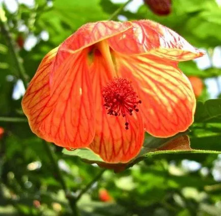 de îngrijire la domiciliu Abutilon, cultivarea, propagare, plantare, transplantare, tăiere, specii,