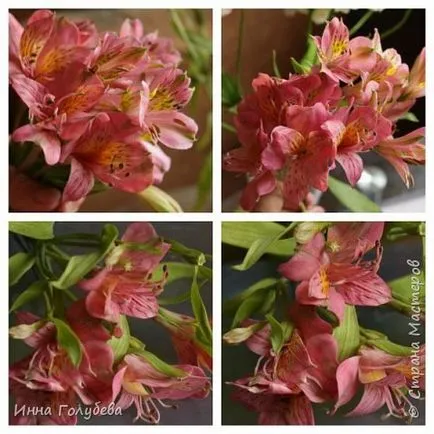 Alstroemeria származó KPH