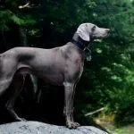 Austriacă Hound descriere rasă, fotografii, video, caracter