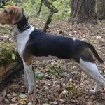 Austriacă Hound descriere rasă, fotografii, video, caracter