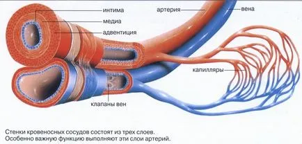 histologie artera musculară