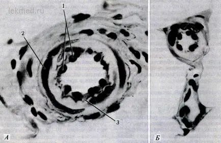 Arterele si arteriolele - sisteme ale corpului (histologie)