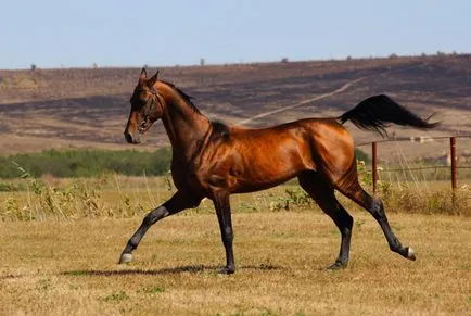 Akhal-Teke ló a mennyben rablók ázsiai sivatagok