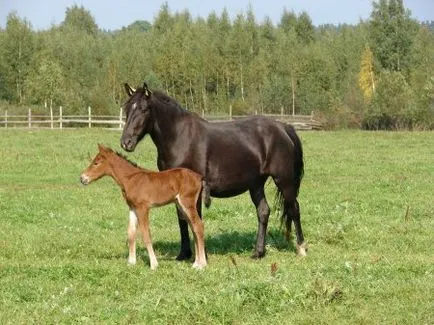 Башкирски порода коне снимки, описание, история на произход - сайт за коне
