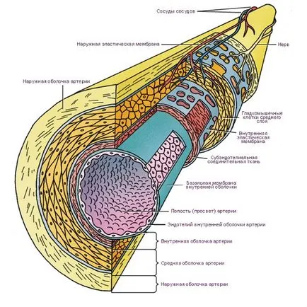 мускулната хистология артерия