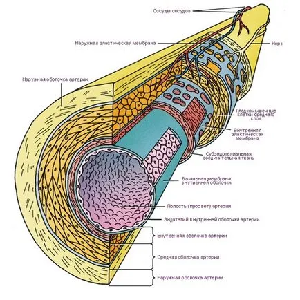 izmos artéria szövettan