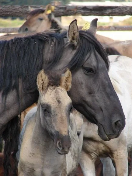 Башкирски порода коне снимки, описание, история на произход - сайт за коне