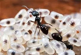 Bórsav a hangyák hatékony módja leküzdésére