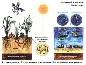 Biogeocoenosis, guru de student