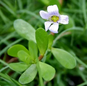 Brahmi (Bacopa monnieri) - fiatalító fontos Ayurveda