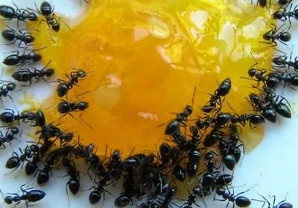 Борна киселина от мравки ефективен начин за борба