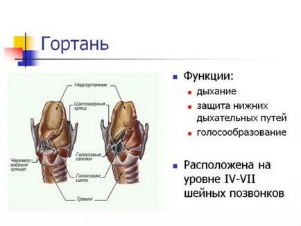 Болка при преглъщане в ларинкса, фаринкса, и адамовата му ябълка, в щитовидната жлеза