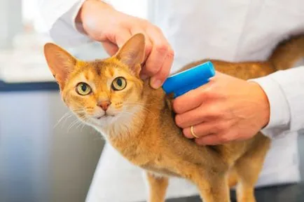 Chipping pisicilor in clinica veterinara „vetlekar“ (București), la un preț accesibil