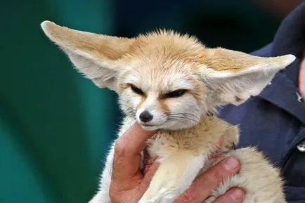 Chihuahua fajta történelem, a haza és származási fotók és videó