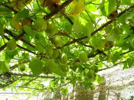 castravete mexican chayote