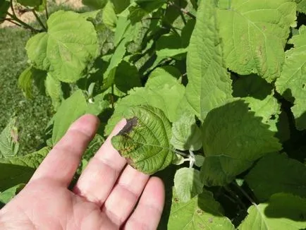 Înnegriți vârful frunzelor de hortensie, ofilesc și curbați