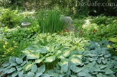 Ce a planta în strat de flori în umbră - toate plantele iubitoare de umbra pentru paturi de flori