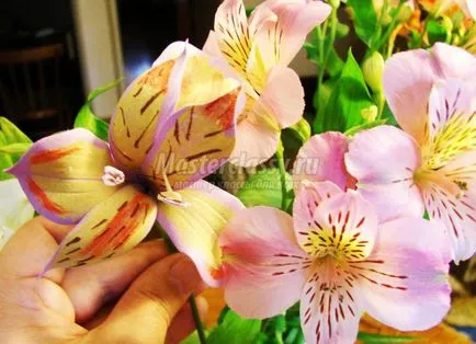 Цвете на alstroemeria foamirana