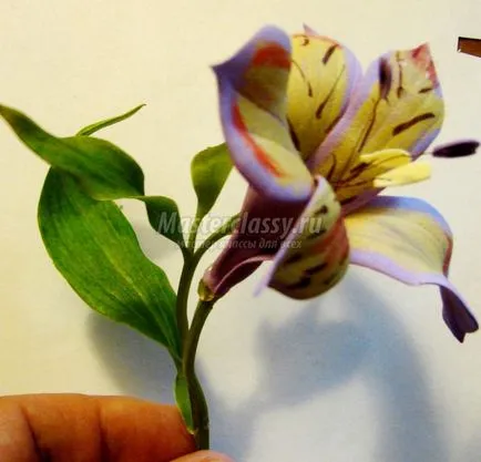 Цвете на alstroemeria foamirana