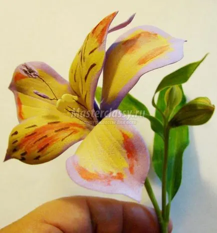 Цвете на alstroemeria foamirana