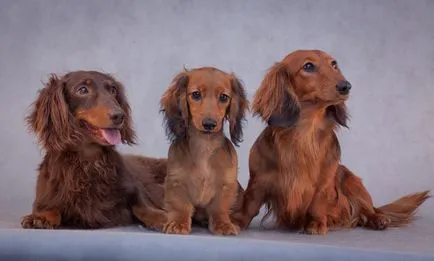 Longhaired Dachshund descriere standard