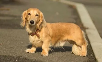 Longhaired Dachshund descriere standard