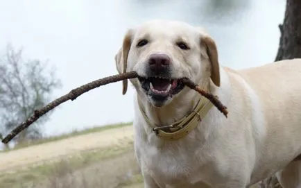 Training Labrador la domiciliu