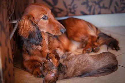 Longhaired Dachshund descriere standard