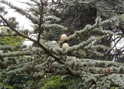 Doisprezece dintre cei mai buni copaci ornamentali