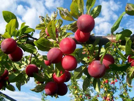 Doisprezece dintre cei mai buni copaci ornamentali