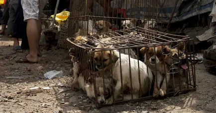 În China a anulat vacanța de a mânca câini