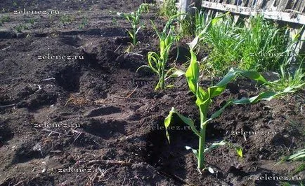 Noi creștem porumb în Siberia, grădina mea și livada