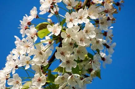 Cherry hasznos tulajdonságai és felhasználása a népi gyógyászatban