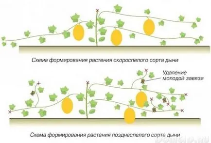 Melon szabadföldi termesztés fajta leszállási tulajdonságai, gondoskodás finomságok