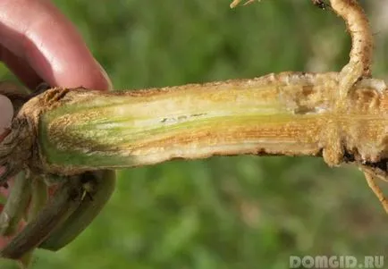 Melon szabadföldi termesztés fajta leszállási tulajdonságai, gondoskodás finomságok