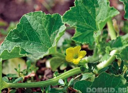 Melon szabadföldi termesztés fajta leszállási tulajdonságai, gondoskodás finomságok