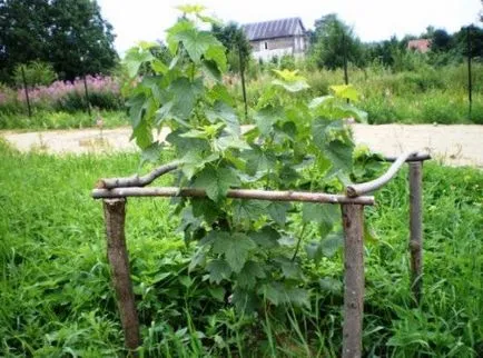 blackcurrants Cut, sezonul de vară