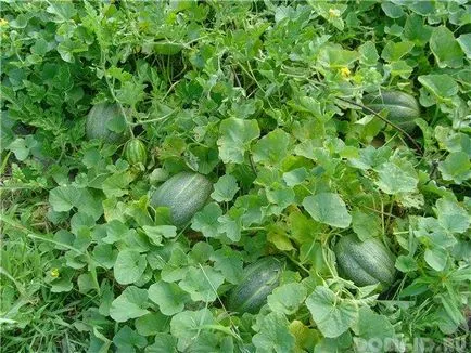 Melon szabadföldi termesztés fajta leszállási tulajdonságai, gondoskodás finomságok