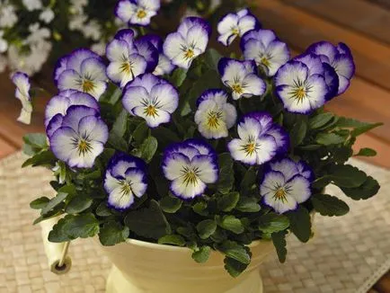 flori Viola cresc din semințe, de întreținere, de plantare