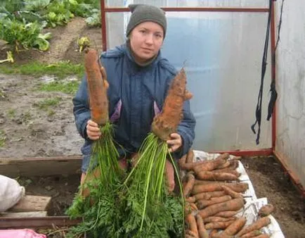отглеждането на моркови в оранжерии преглед, описание на сортовете, характеристики и схема за засаждане, грижи,
