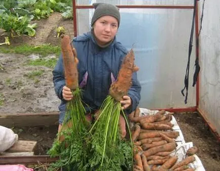 sárgarépa termesztése üvegházi áttekintést, fajtaleírási, jellemzőit és ültető rendszer, ellátás,