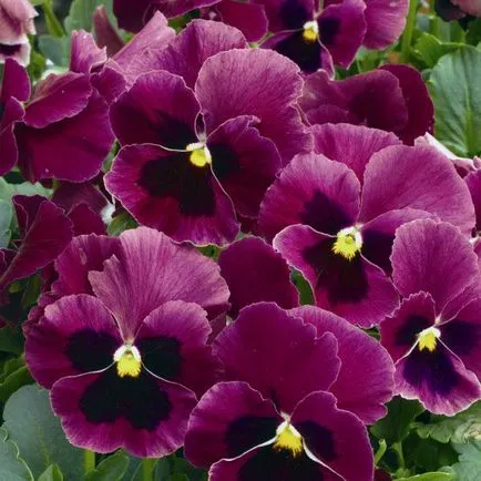 flori Viola cresc din semințe, de întreținere, de plantare