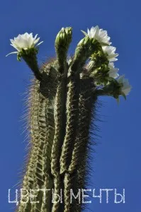 Echinopsis, înflorire cactus, îngrijire, fotografie, vis flori