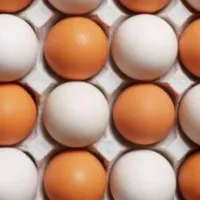 Factorii care afectează producția de ouă