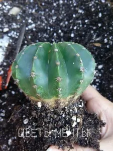 Echinopsis, înflorire cactus, îngrijire, fotografie, vis flori