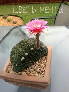 Echinopsis, цъфтящи кактуси, грижа, снимка, цветя мечта