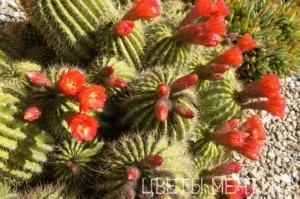 Echinopsis, înflorire cactus, îngrijire, fotografie, vis flori