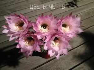 Echinopsis, înflorire cactus, îngrijire, fotografie, vis flori