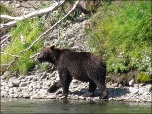 Dacă te întâlnești cu un urs