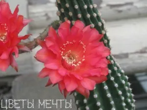 Echinopsis, virágzó kaktusz, gondoskodás, fotó, virágok álom